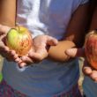 Children food apple