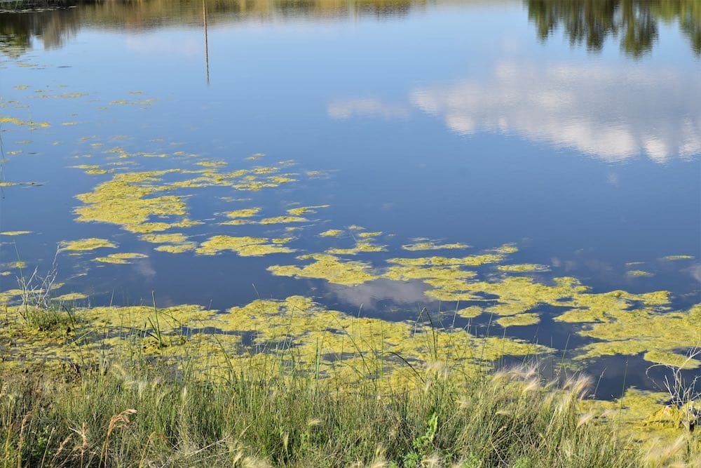 Blue Green algae bloom on calm lake surface.
