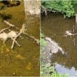 River Callan carcass