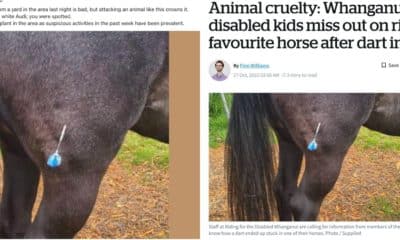 Social media post falsely claiming a horse was stabbed by a dart locally