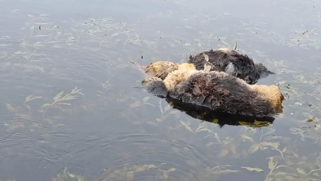 Dead German Shepherds in Aughnacloy