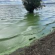 Lough Neagh algae