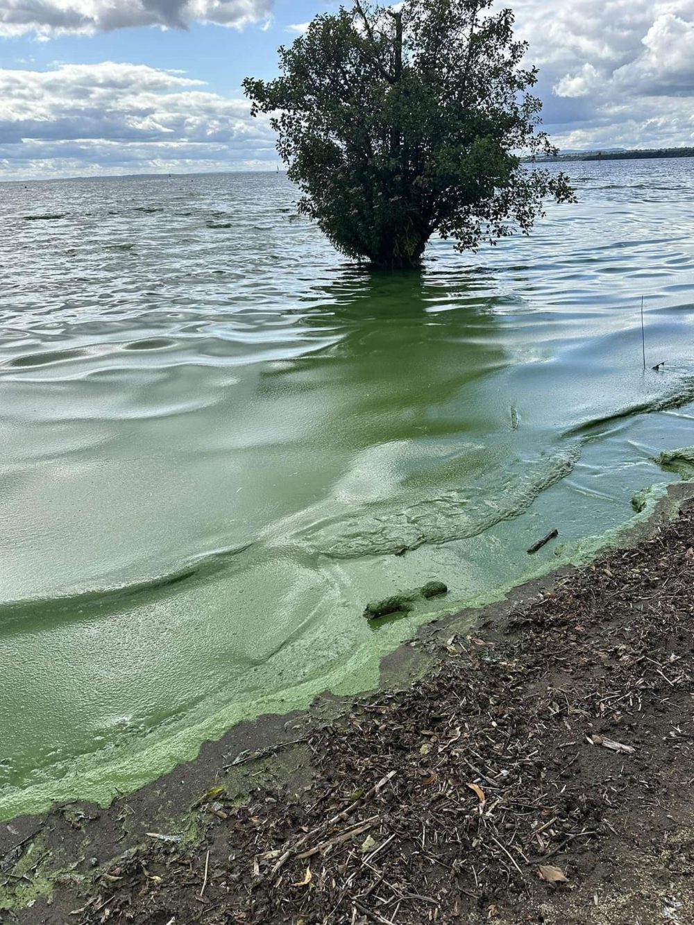 Lough Neagh algae