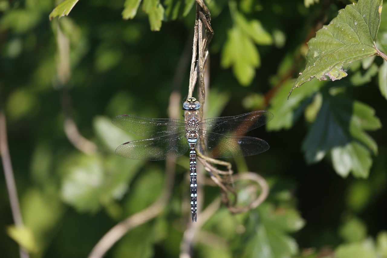 Migrant Hawker Dragonfly