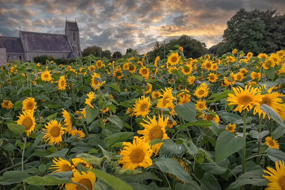 Sunflower Festival