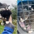 Abandoned cats Newry