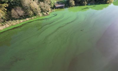 Clea Lake algae