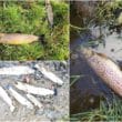 Fish kill Callan River pollution