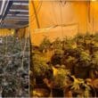 Cannabis discovery in Newry