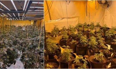 Cannabis discovery in Newry