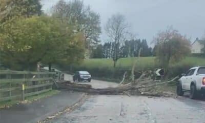 Fallen tree Castleblayney Road in Keady