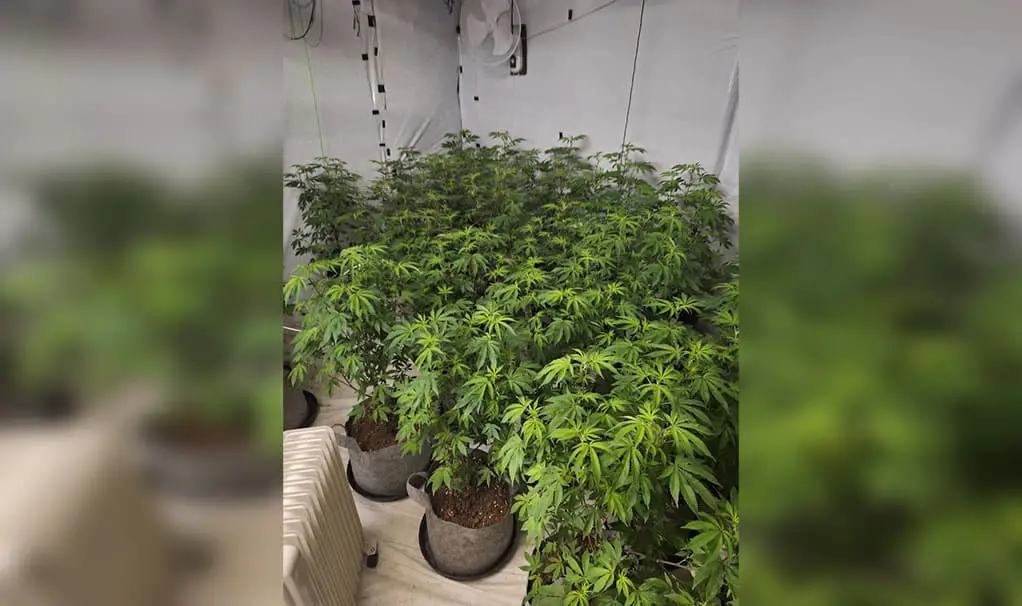 Suspected cannabis plants found in Dungannon