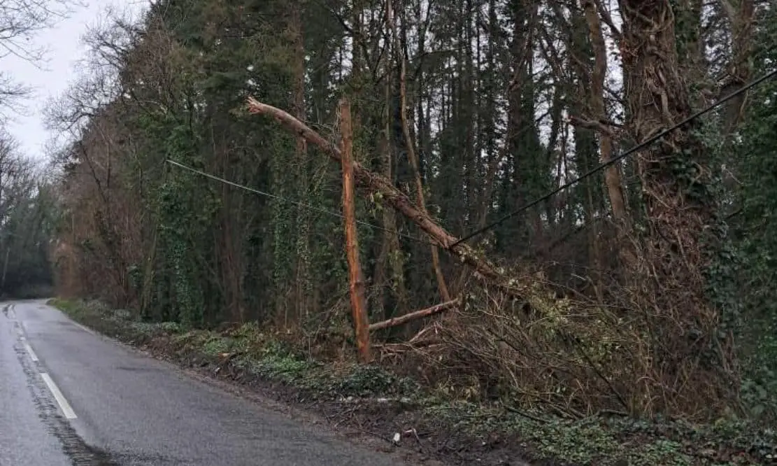 Trees on Cabling Near Aughnacloy Branded an Accident Waiting to Happen