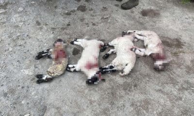 Lambs killed in Caledon