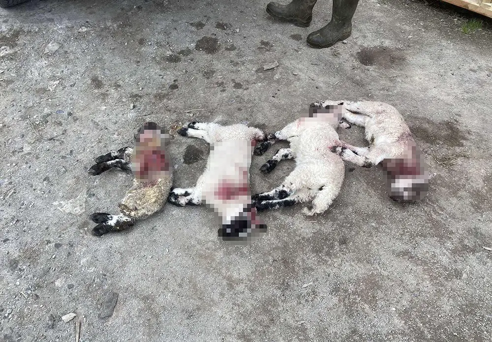 Lambs killed in Caledon