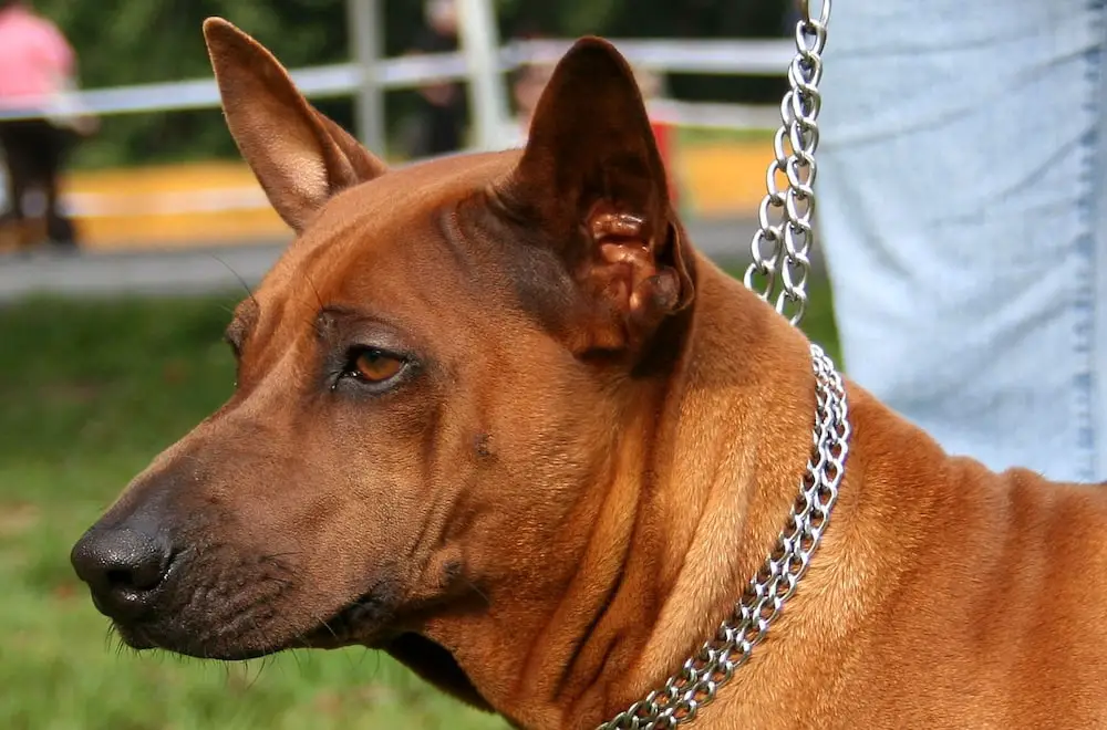 An example of a Thai Ridgeback dog for illustration purposes only