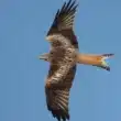 Red kite