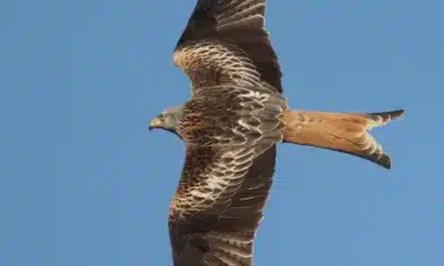 Red kite