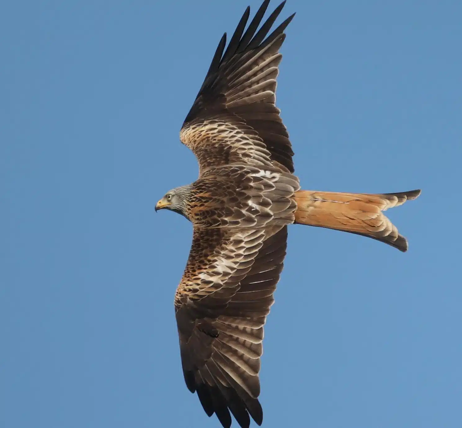 Red kite