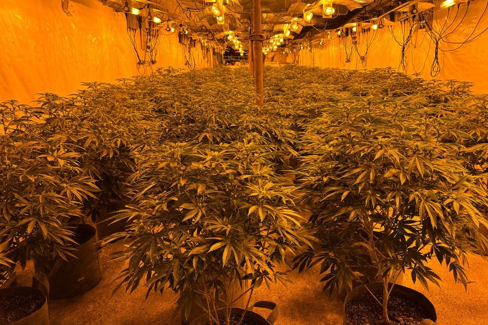 Cannabis farm on the Colane Road in Aghagallon