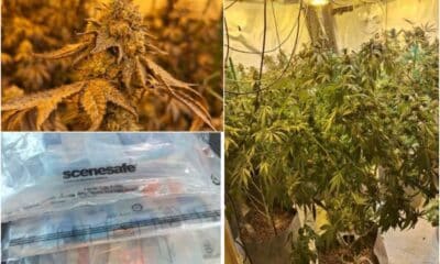 Cannabis in Armagh