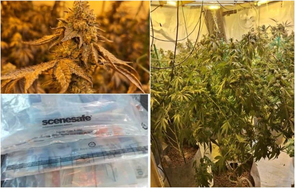 Cannabis in Armagh
