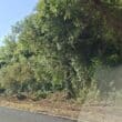 Clearance works along the Tandragee Road at Goragh Wood