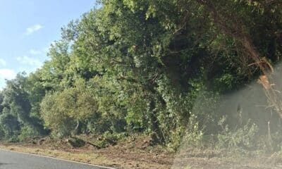Clearance works along the Tandragee Road at Goragh Wood