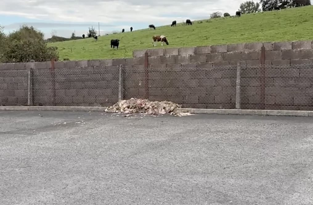 Animal carcasses dumped in Caledon