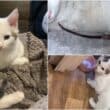 Eddie the cat