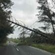Fallen trees