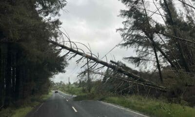 Fallen trees