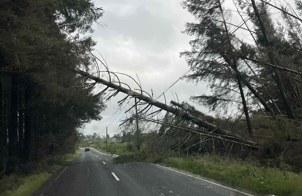 Fallen trees