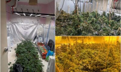 Crossmaglen cannabis factory