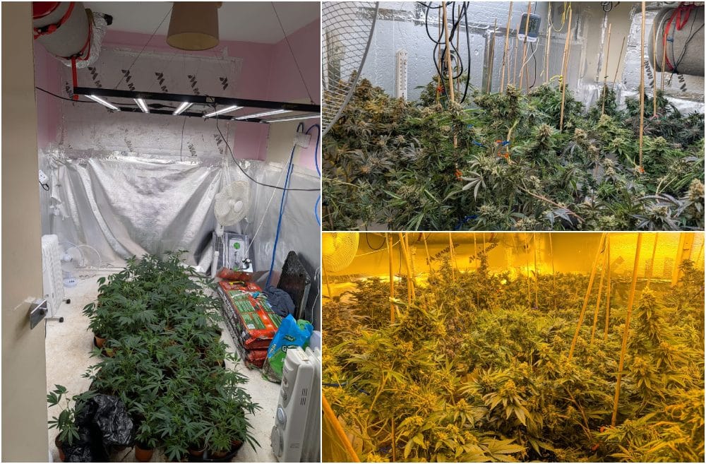 Crossmaglen cannabis factory