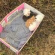 Kittens in a box which was dumped at Carrickatuke Viewpoint