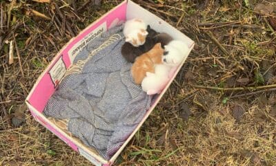 Kittens in a box which was dumped at Carrickatuke Viewpoint