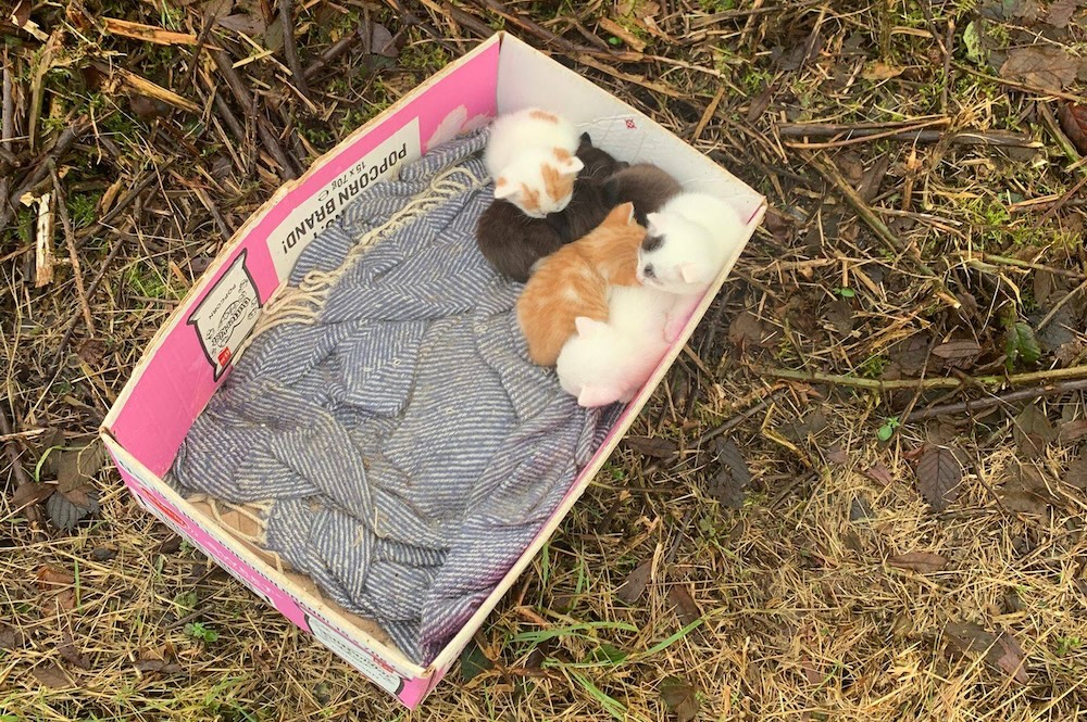 Kittens in a box which was dumped at Carrickatuke Viewpoint