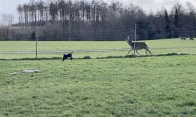 Deer at Gosford Forest Park
