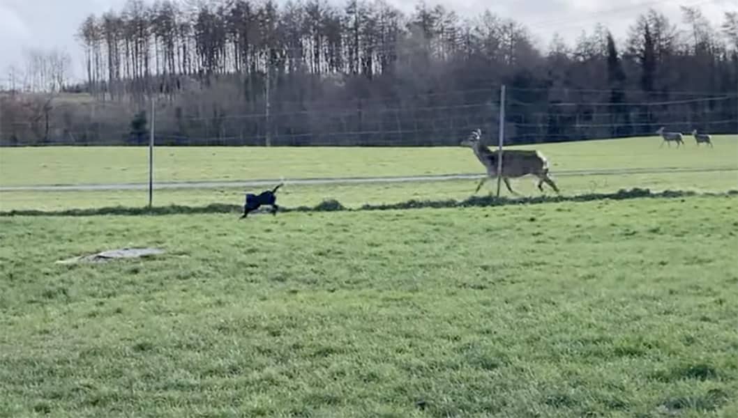 Deer at Gosford Forest Park