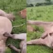 Dead animals Fivemiletown